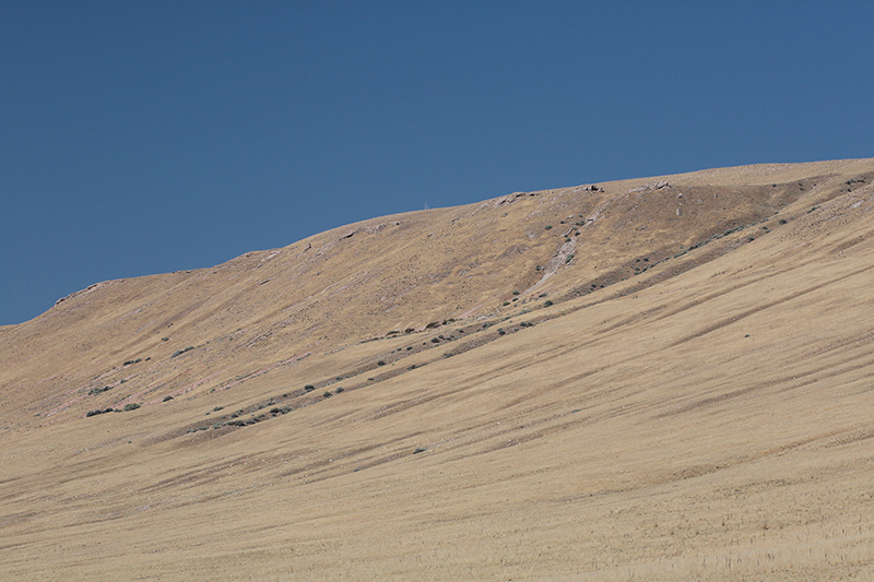 Bison : Antelope Island : Utah : Landscape Photos : Richard Moore : Photographer